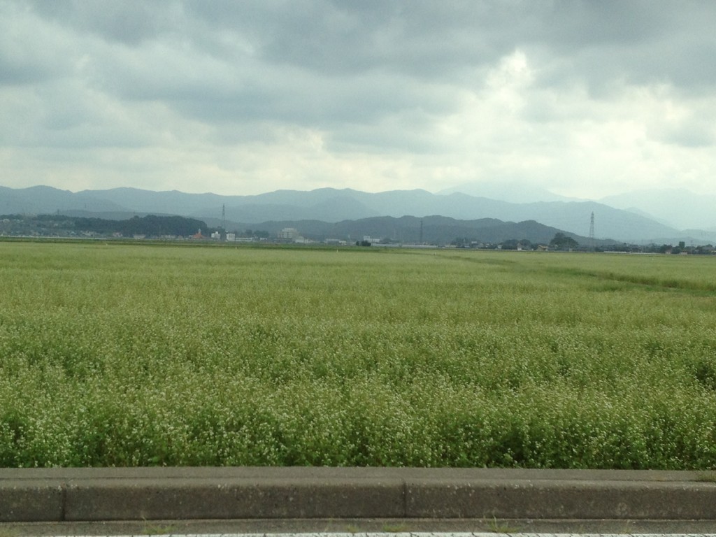 【福井県内そば畑の成育レポ】福井市の平野部に咲く満開のソバは、結実したばかりの青い実が見えます。