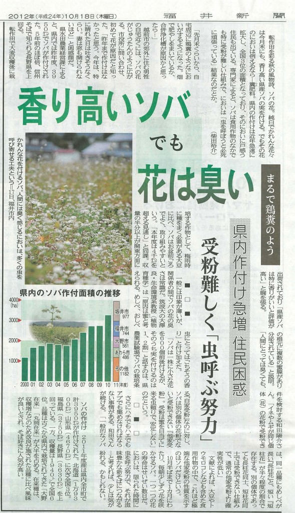 福井県内主要産地に広がるソバの花の臭いは、自家受粉できないソバが受粉するに必要な虫を呼び寄せるため。