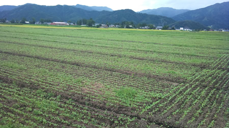 勝山市に育つ大野在来種のそば畑を見てきました。