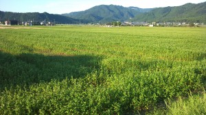 坂井市丸岡町に育つ丸岡在来種のそば畑を見てきました。