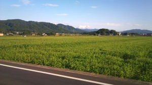 坂井市丸岡町に育つ丸岡在来種のそば畑を見てきました。